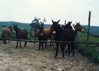 Reposición de caballos y mulares
