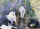 Mis mascotas