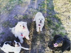 Mis mascotas