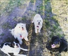 Mis mascotas