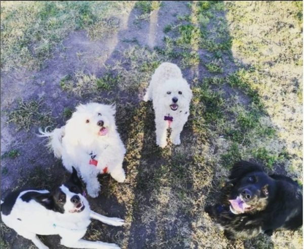 Mis mascotas