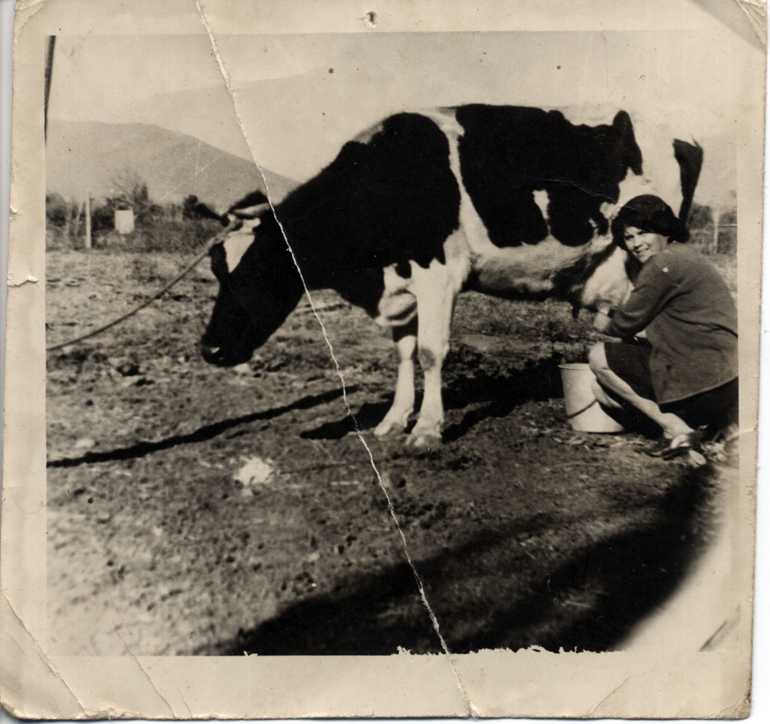 La vaca lechera La vaca lechera