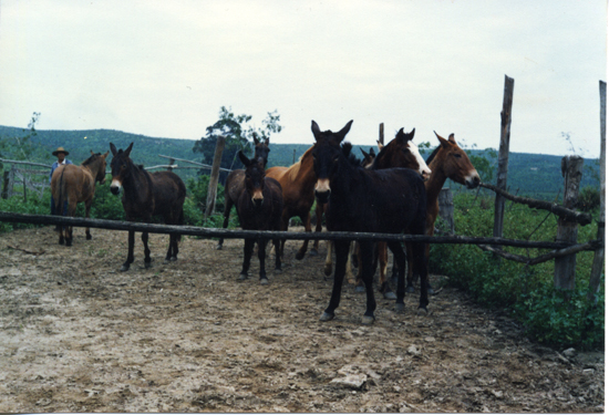 Reposición de caballos y mulares Reposición de caballos y mulares
