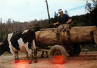 Carreta de bueyes