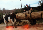 Carreta de bueyes