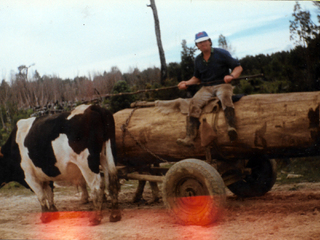 Carreta de bueyes