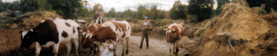 Llevando a los animales al río