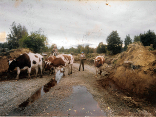 Llevando a los animales al río