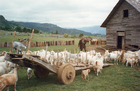 La vida de campo