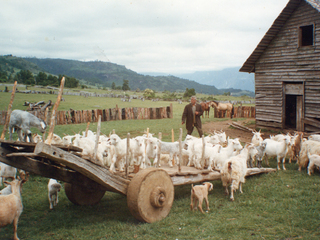 La vida de campo