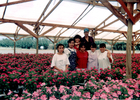 Polinizando vincas