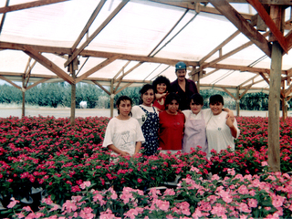 Polinizando vincas
