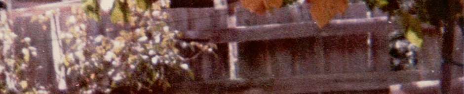 Bajo el Parrón