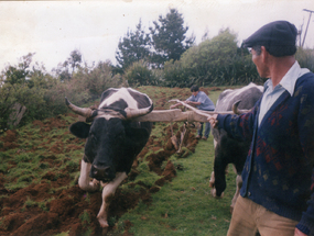 Trabajo de campo