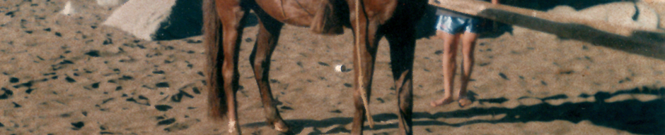 Verano a caballo