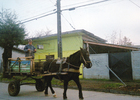 Carretonero