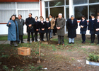 Semana del Árbol