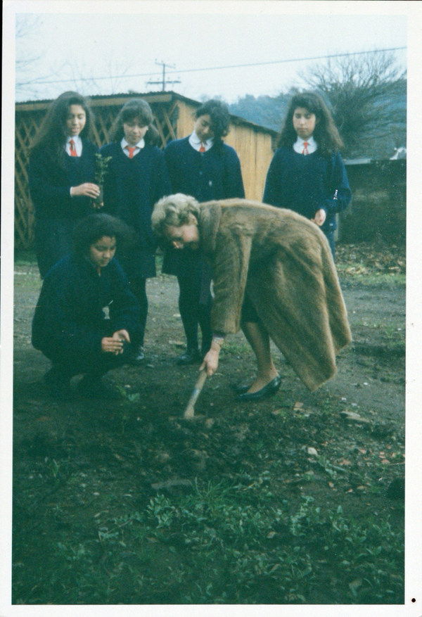 Plantando un árbol