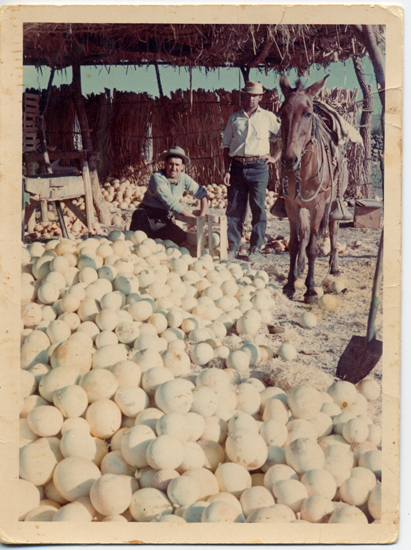 Ruma de melones Ruma de melones