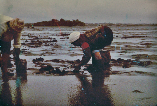 Mariscadoras Mariscadoras