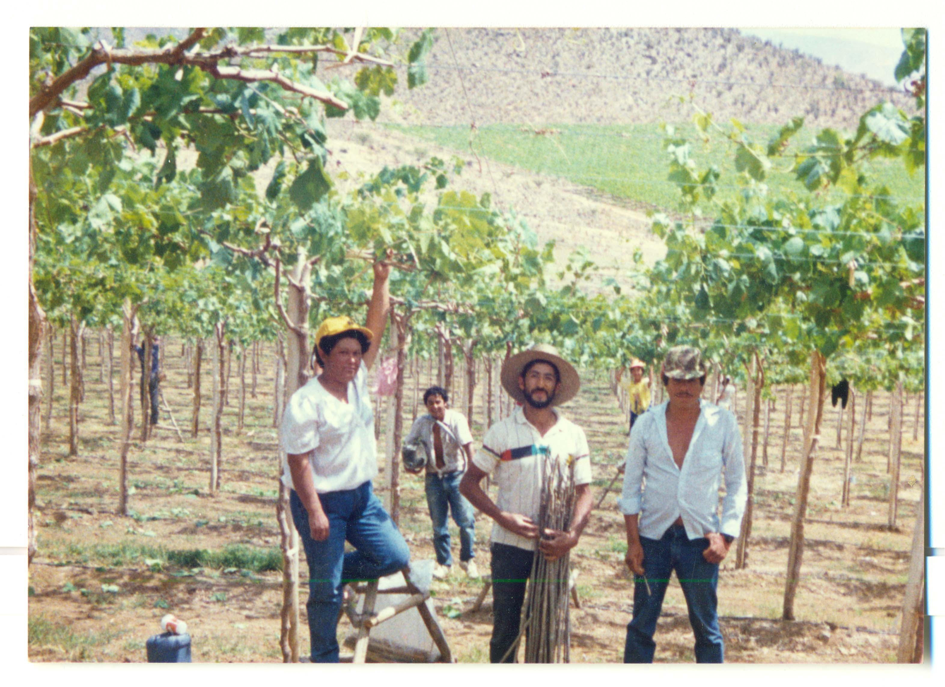 Cosecha de uva de exportación Cosecha de uva de exportación