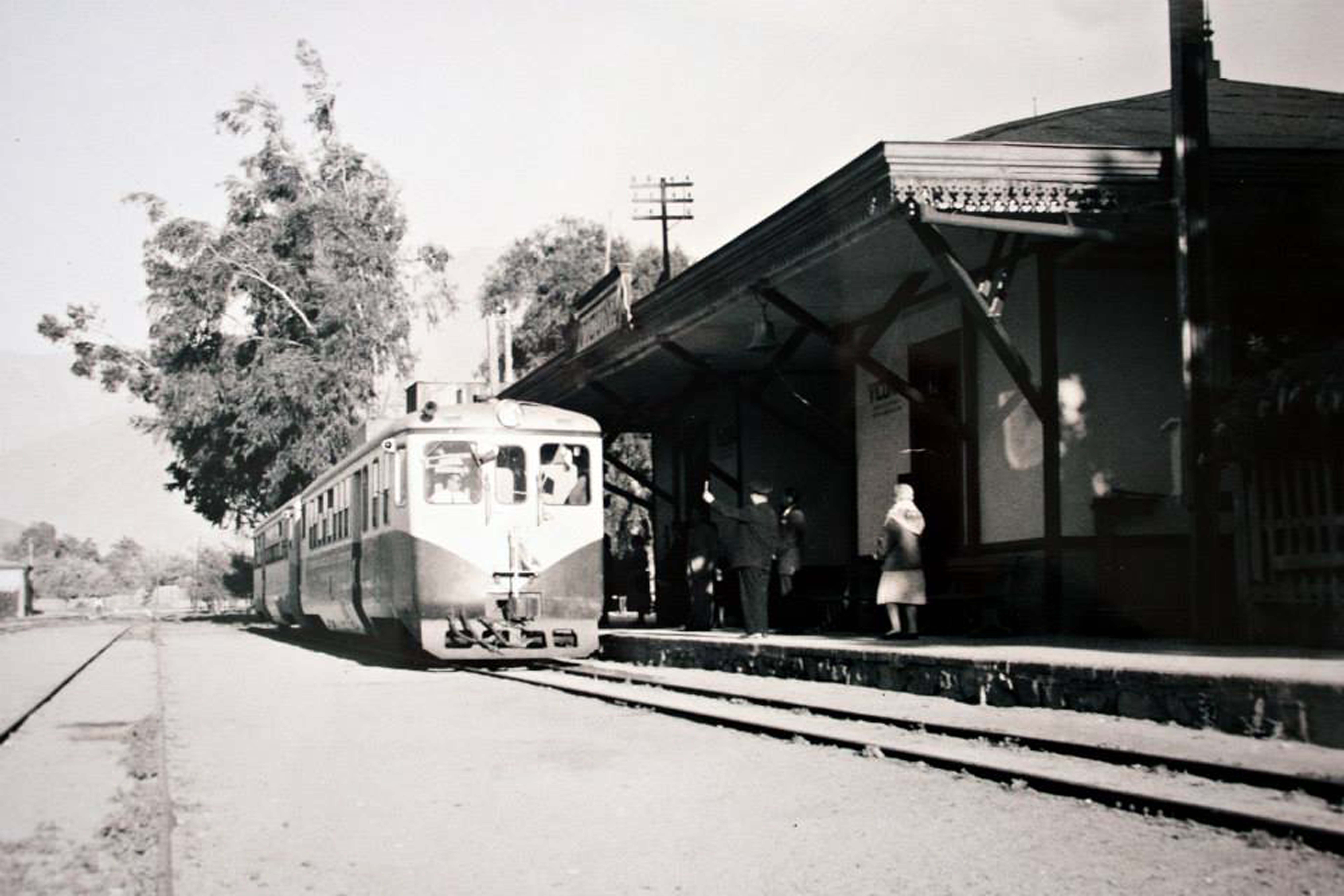 Tren de Vicuña Tren de Vicuña