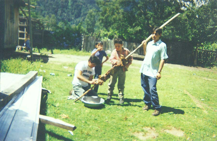Preparación de un asado de cordero al palo Preparación de un asado de cordero al palo