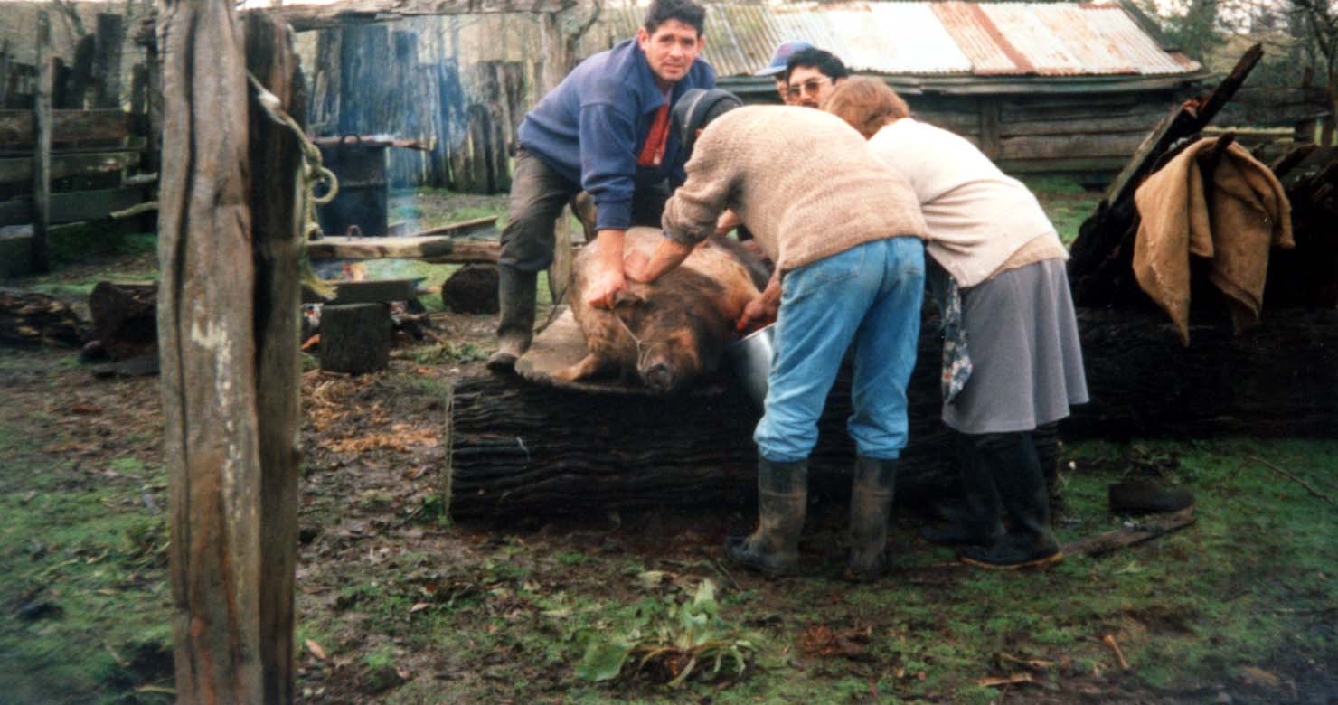 Faena de un cerdo Faena de un cerdo