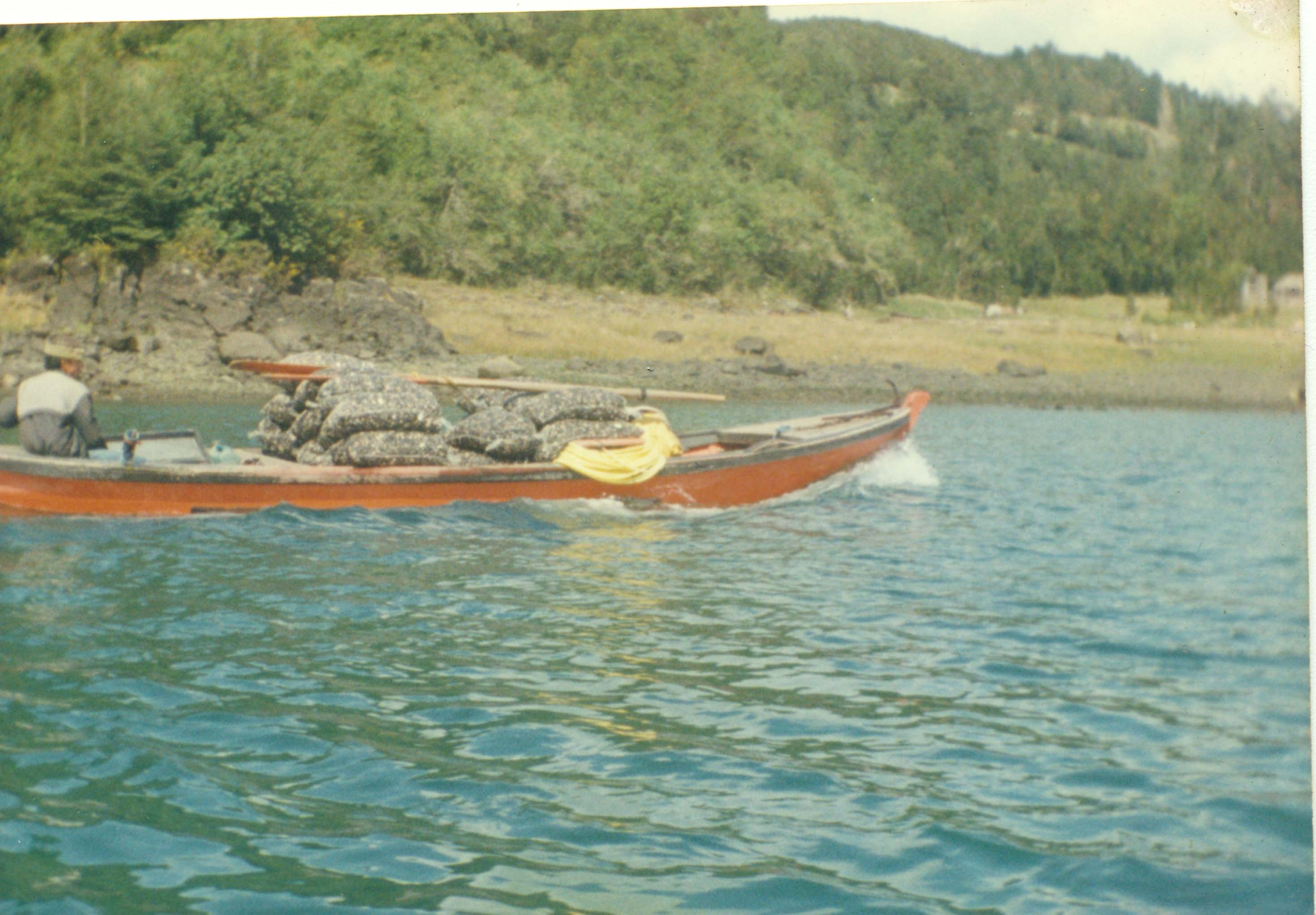 Buceo en el estuario del Reloncaví Buceo en el estuario del Reloncaví