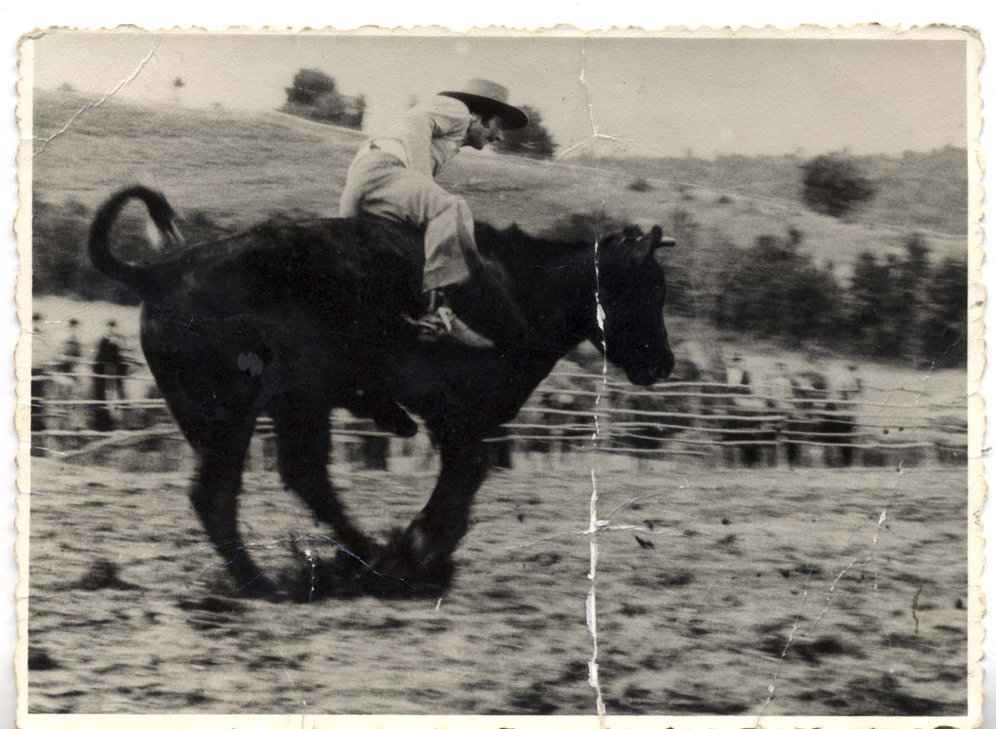 Domadura de novillo Domadura de novillo