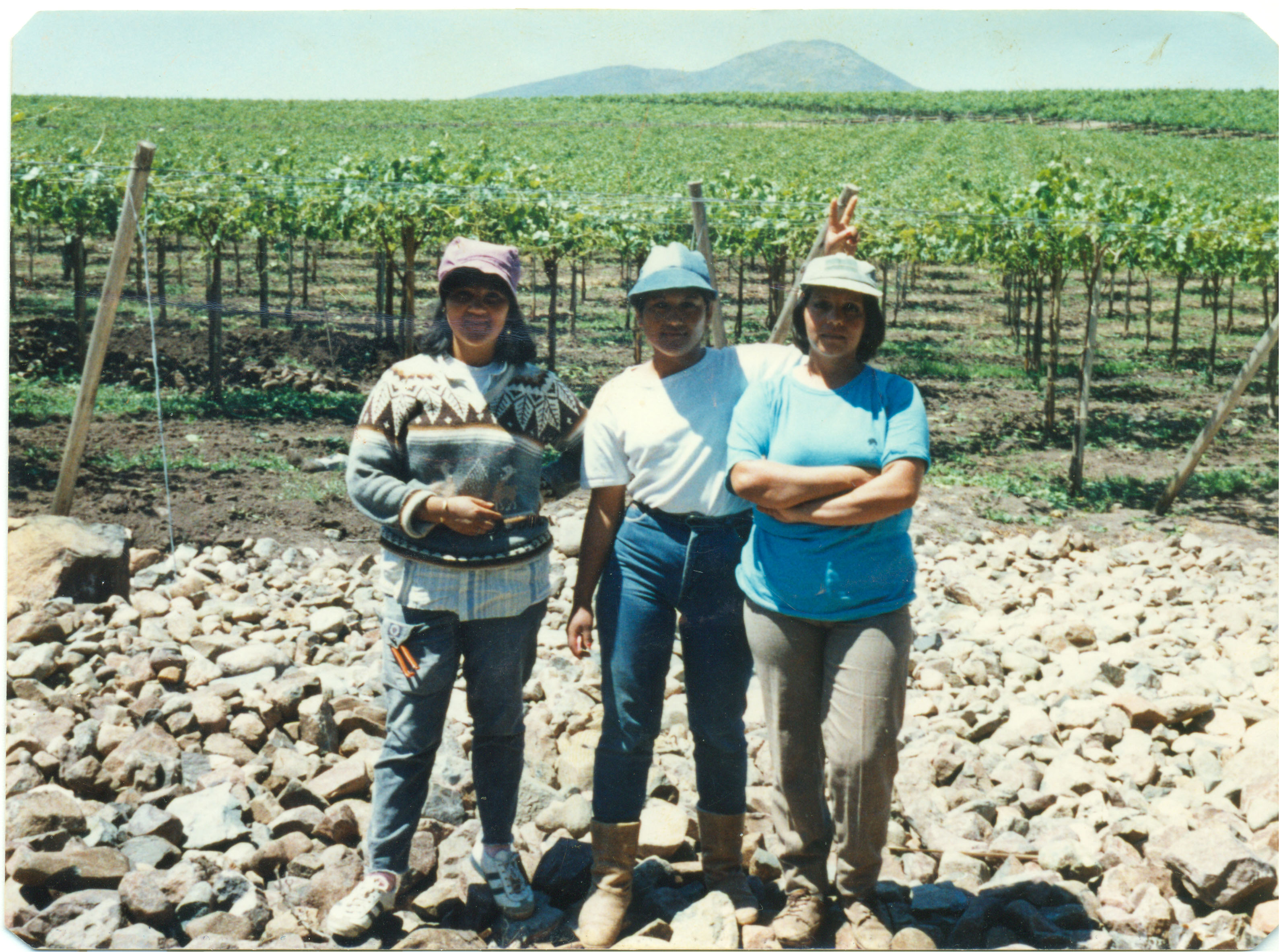Temporeras agrícolas de uva de exportación Temporeras agrícolas de uva de exportación