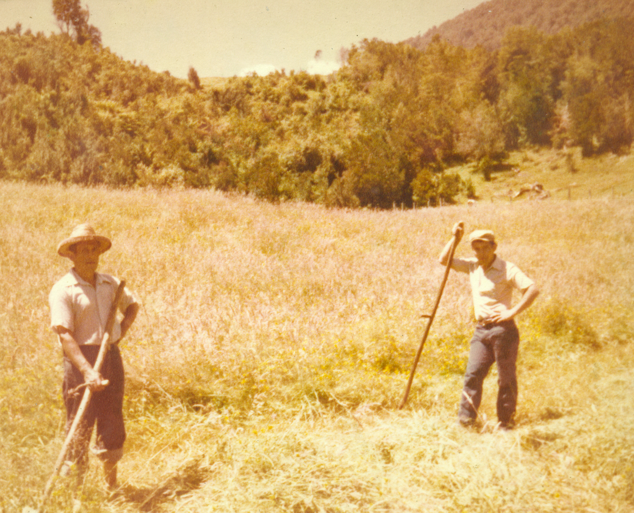 Corte de pasto en el campo Corte de pasto en el campo