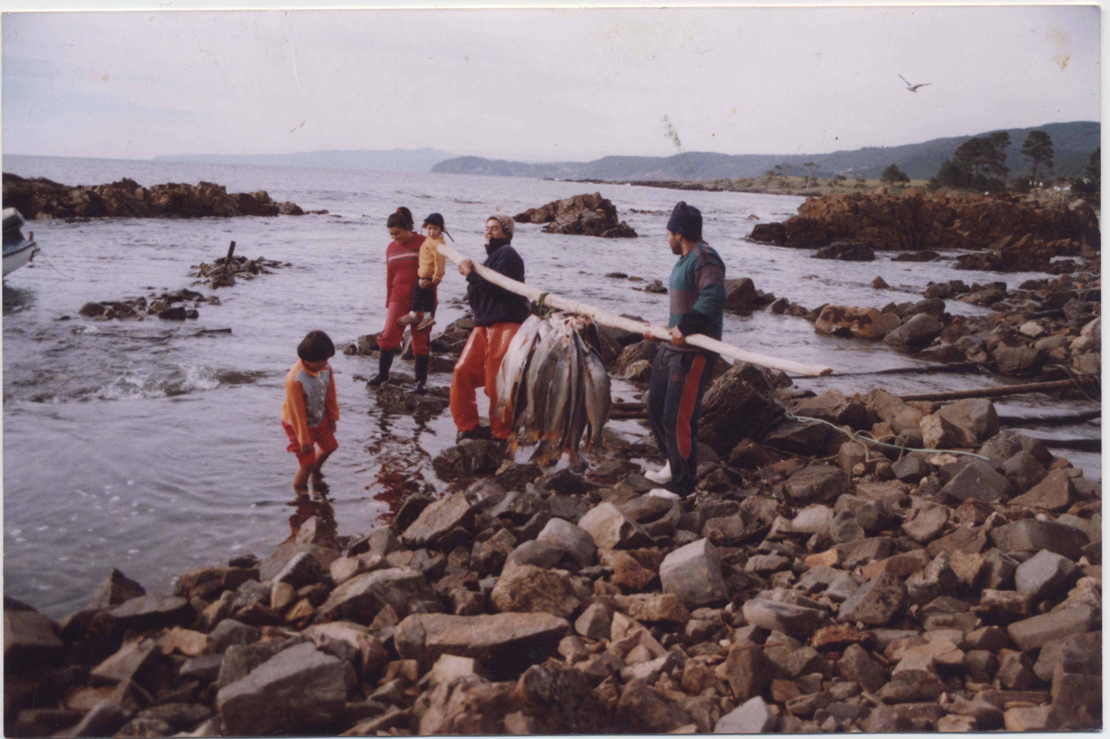 Pesca de corvina Pesca de corvina