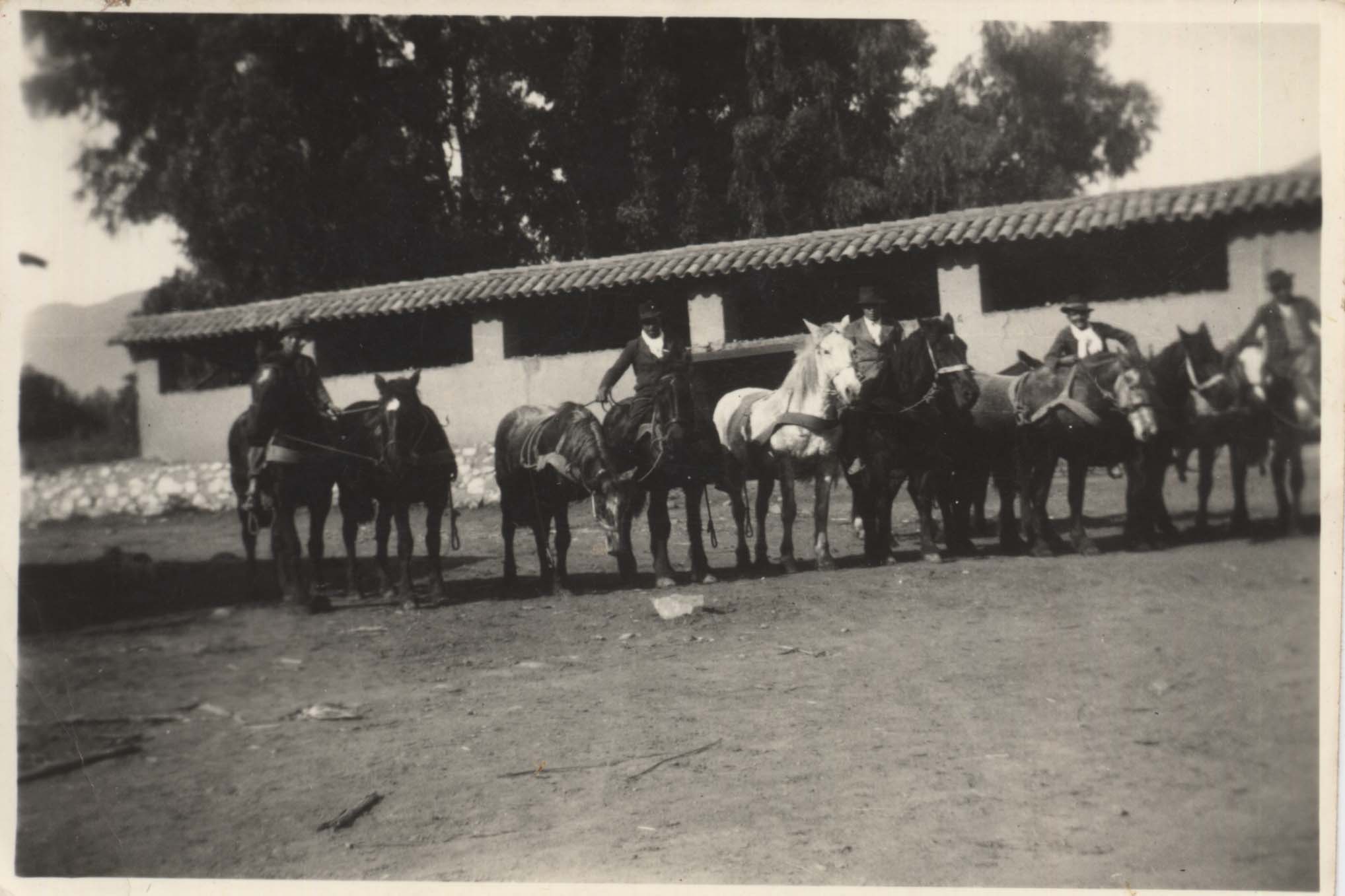 Caballos para la trilla Caballos para la trilla